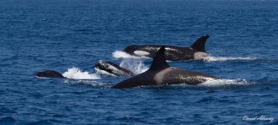 Orcas en el estrecho (II): el escuadrón del atún rojo