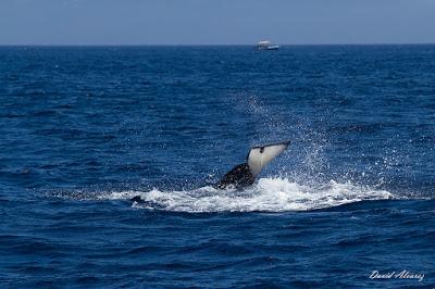 Orcas en el estrecho (II): el escuadrón del atún rojo