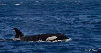 Orcas en el estrecho (II): el escuadrón del atún rojo