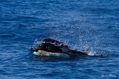 Orcas en el estrecho (II): el escuadrón del atún rojo