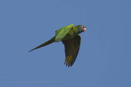 Calancate común (Blue-crowned Parakeet) Thectocercus acuticaudatus