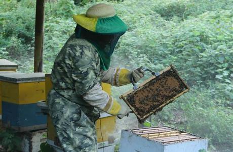 ECUADOR: La apicultura, una actividad que ‘extrae’ las bondades de las abejas ECUADOR: La apicultura, una actividad que ‘extrae’ las bondades de las abejas