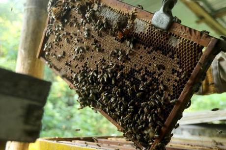 ECUADOR: La apicultura, una actividad que ‘extrae’ las bondades de las abejas ECUADOR: La apicultura, una actividad que ‘extrae’ las bondades de las abejas