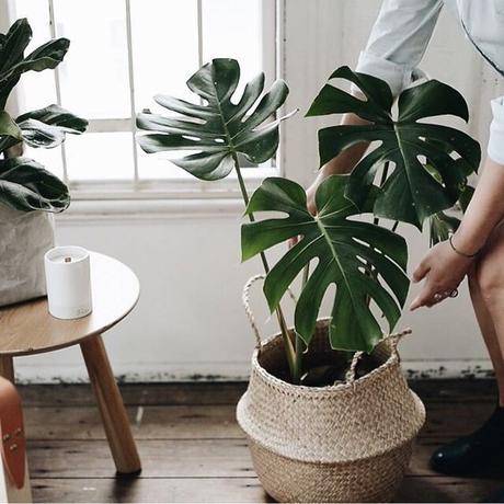 MONSTERA, COMO PLANTA DE COMPAÑÍA...