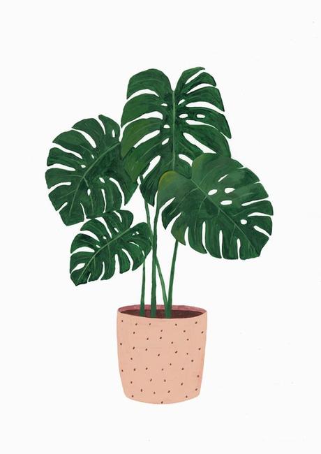 MONSTERA, COMO PLANTA DE COMPAÑÍA...