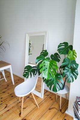 MONSTERA, COMO PLANTA DE COMPAÑÍA...