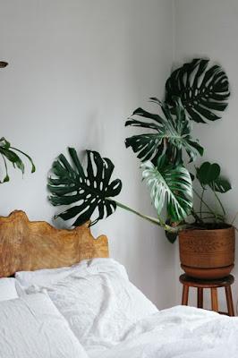 MONSTERA, COMO PLANTA DE COMPAÑÍA...