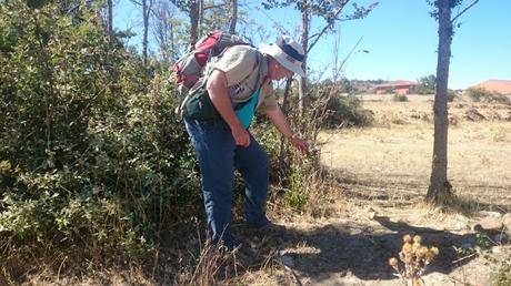 Un problema con las señales en El Camino de Santiago después de Hospital de Órbigo. Un problema con las señales en El Camino de Santiago después de Hospital de Órbigo.