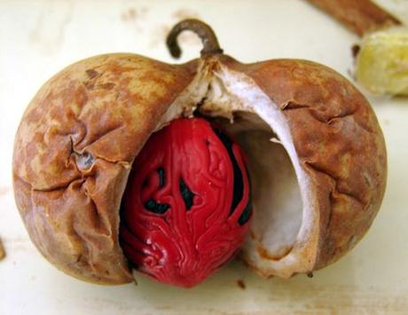 Un producto Especias: Macis Nuez moscada y macis