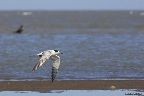 Gaviotines golondrina y laguneros