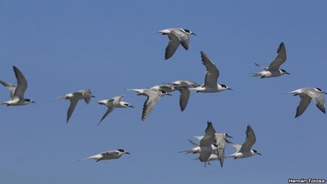 Gaviotines golondrina y laguneros