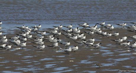 Gaviotines golondrina y laguneros