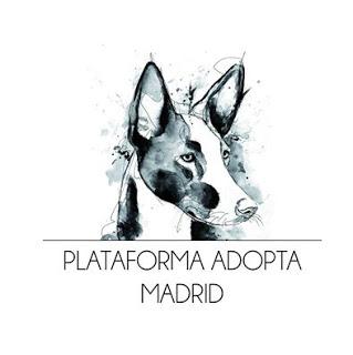 En apoyo de la Plataforma Adopta Madrid