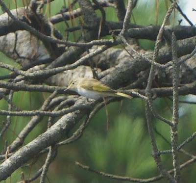 Mosquitero papialbo en paso