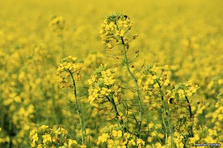 Colza (Brassica napus)