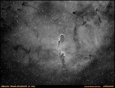 NEBULOSA TROMPA DE ELEFANTE (IC 1396)