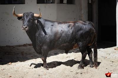 Cuando sale el Toro (Crónica 2ª Bilbao)