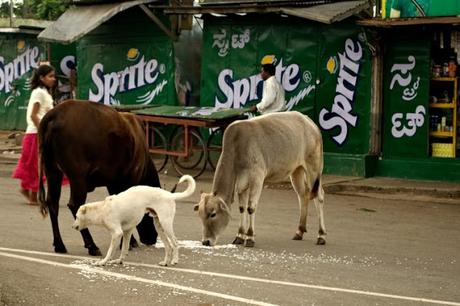 Millones de vacas urbanas viven junto a los seres humanos en la India