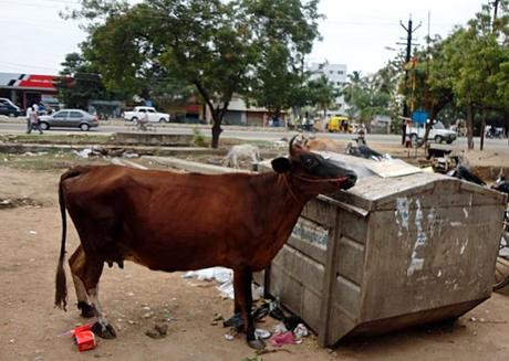 Millones de vacas urbanas viven junto a los seres humanos en la India