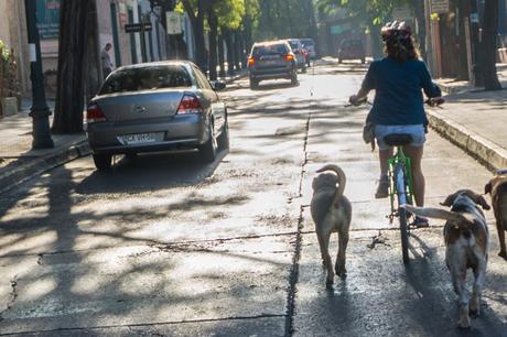 Cómo evitar el ataque de un perro cuando vamos en bicicleta Cómo evitar el ataque de un perro cuando vamos en bicicleta