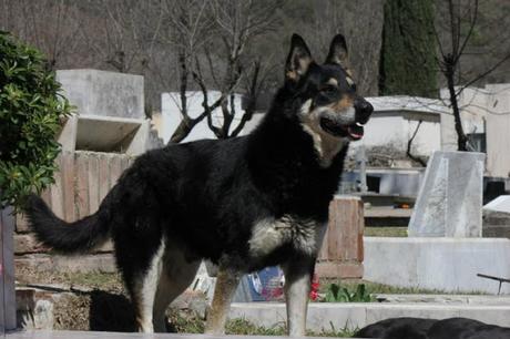 Un perro leal en Argentina ha estado esperando en la tumba de su dueño durante 10 años