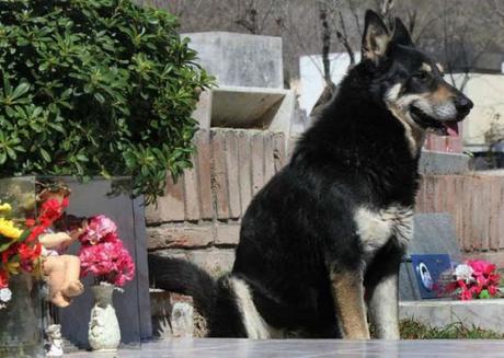 Un perro leal en Argentina ha estado esperando en la tumba de su dueño durante 10 años