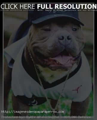 disfraz de beisbol para pitbull