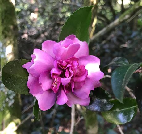 ¡Primera camellia de la temporada! The first camellia of the new season!