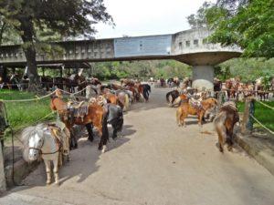 Los caballos, cuestión de trato Los caballos, cuestión de trato