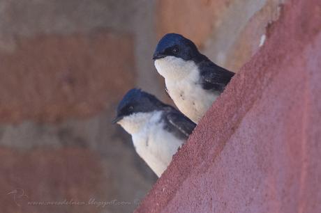 Golondrina barranquera (Blue and white swallow) Pygochelidon cyanoleuca