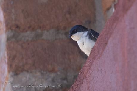 Golondrina barranquera (Blue and white swallow) Pygochelidon cyanoleuca