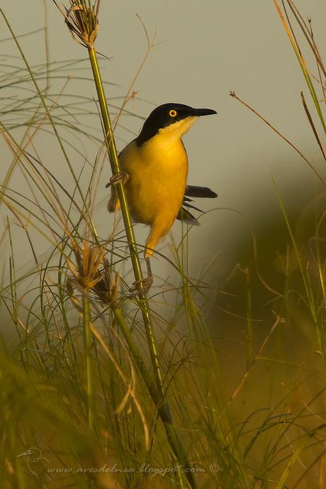 Angú (Black-capped donacobius) Donacobius atricapilla