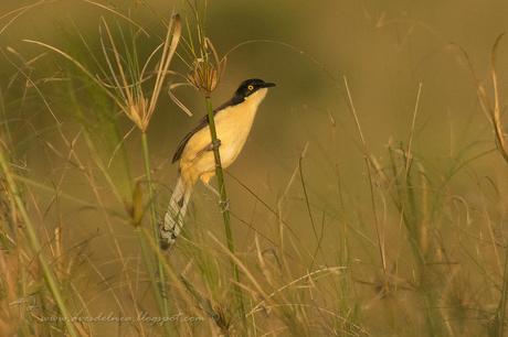 Angú (Black-capped donacobius) Donacobius atricapilla