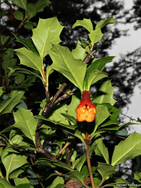 Taique (Desfontainia spinosa)