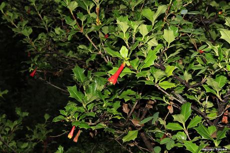 Taique (Desfontainia spinosa)