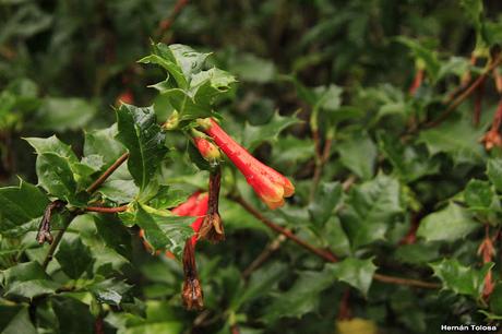 Taique (Desfontainia spinosa)