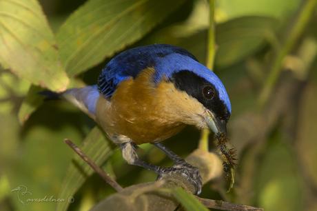 Saira de antifaz (Fawn-breasted Tanager) Pipraeidea melanonota