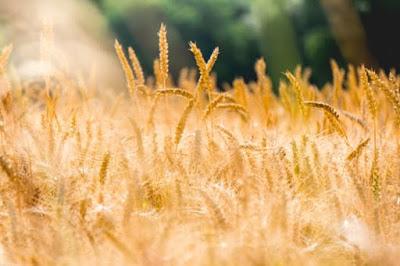 Antinutrientes. Lo más desconocido de los alimentos