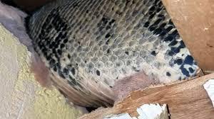 Encuentran una boa de 6 pies en el ático de una familia Image result for boa constrictor in attic