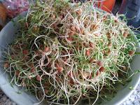 ENSALADA DE GERMINADOS DE LENTEJAS