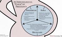 Un Reloj inmunológico esta cronometrado en el embarazo