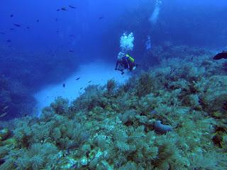 Espectaculares imágenes nunca vistas de corales cubanos [+ video]