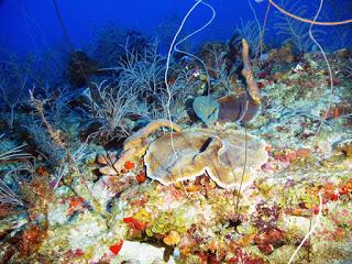 Espectaculares imágenes nunca vistas de corales cubanos [+ video]
