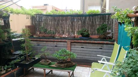 Terraza nueva para los bonsais