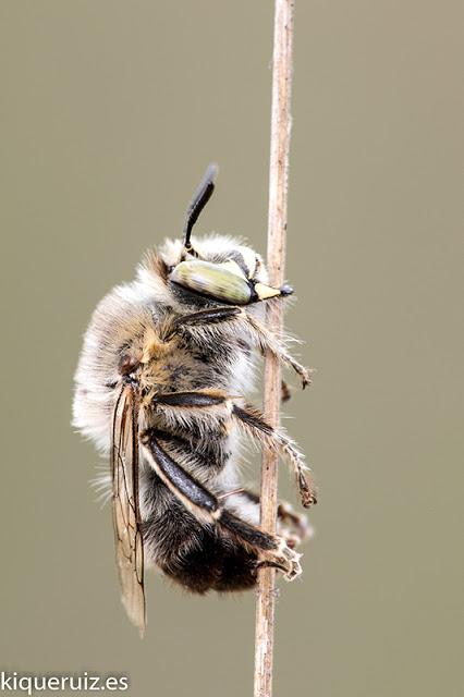 Fotografia macro resumen 2017