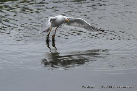 Larus michahellis R:Y8E