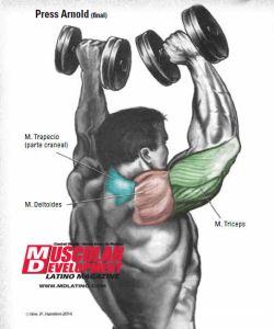 Explota tus Deltoides con el Press Arnold Explota tus Deltoides con el Press Arnold