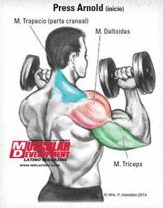 Explota tus Deltoides con el Press Arnold Explota tus Deltoides con el Press Arnold