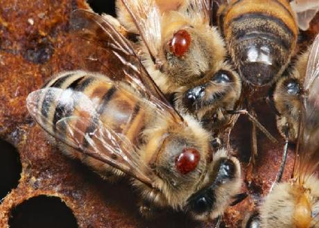 Producción de miel cae un 50% en Aragón (España) por el ácaro Varroa.