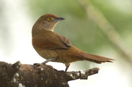 Espinero grande (Greater Thornbird) Phacellodomus ruber